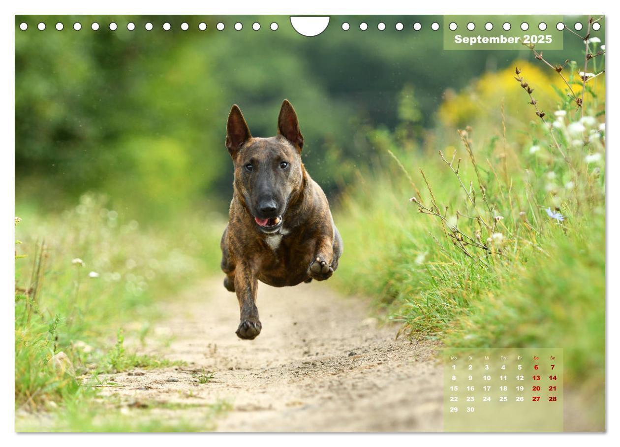 Bild: 9783435341559 | Bullterrier 2025 Frech und fröhlich durch das Jahr (Wandkalender...