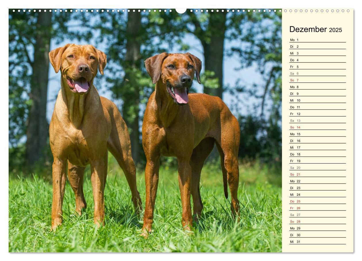 Bild: 9783435540570 | Rhodesian Ridgeback 2025 (Wandkalender 2025 DIN A2 quer), CALVENDO...