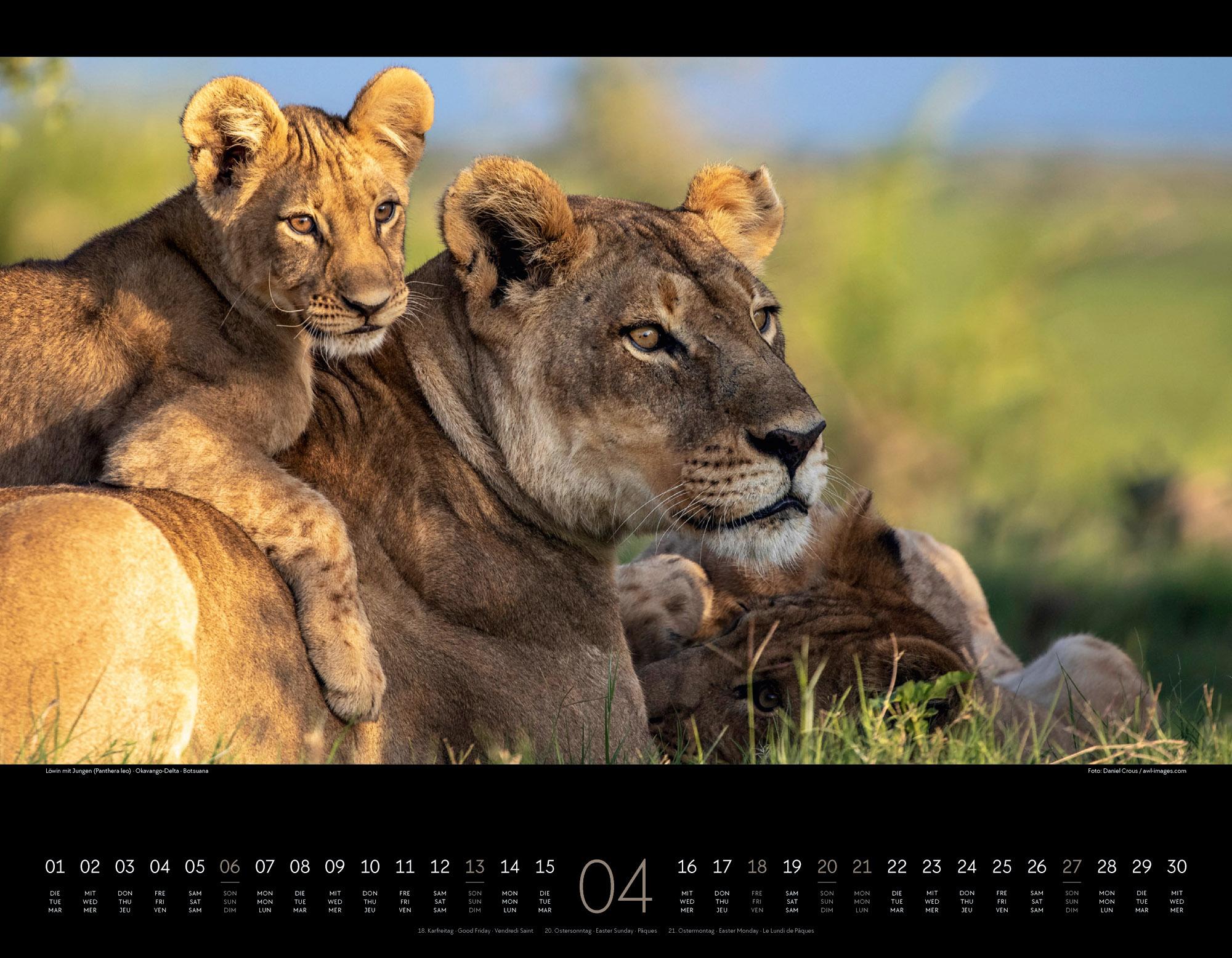 Bild: 9783838425900 | Wildes Afrika Kalender 2025 | Ackermann Kunstverlag | Kalender | 14 S.