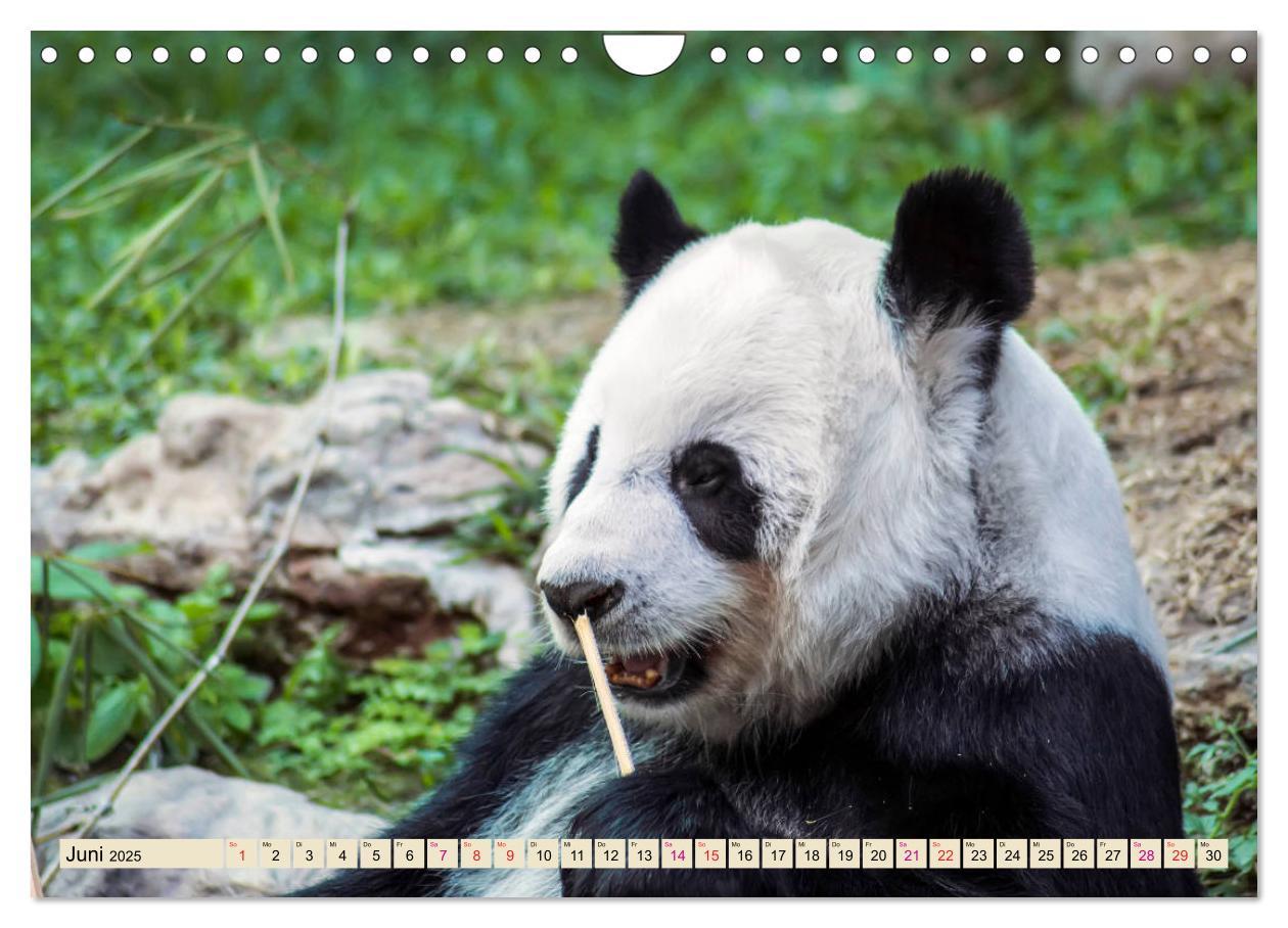 Bild: 9783435372058 | Niedlicher Panda (Wandkalender 2025 DIN A4 quer), CALVENDO...