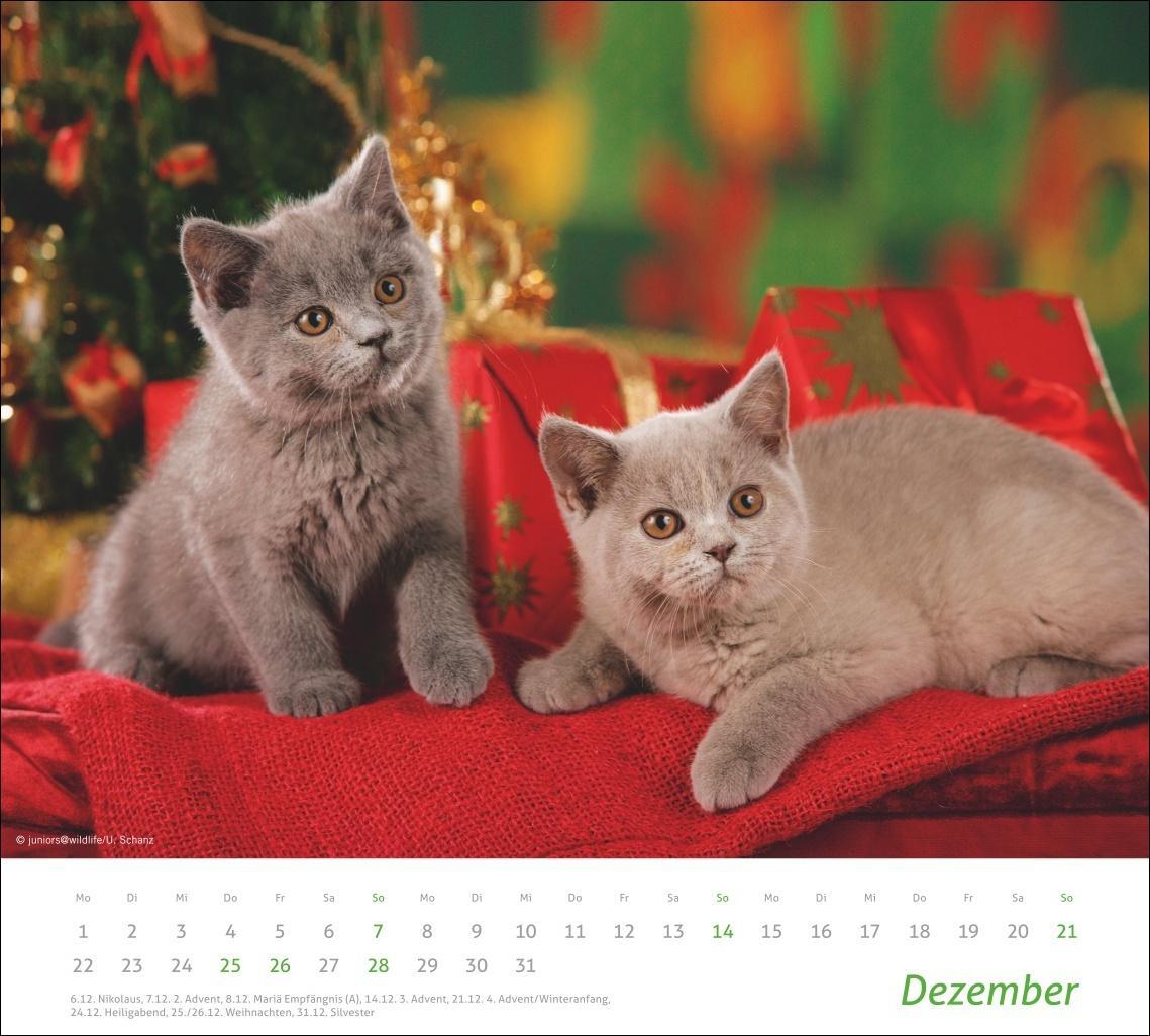 Bild: 9783756406852 | Katzen Bildkalender 2025 | Heye | Kalender | times&amp;more Kalender Heye