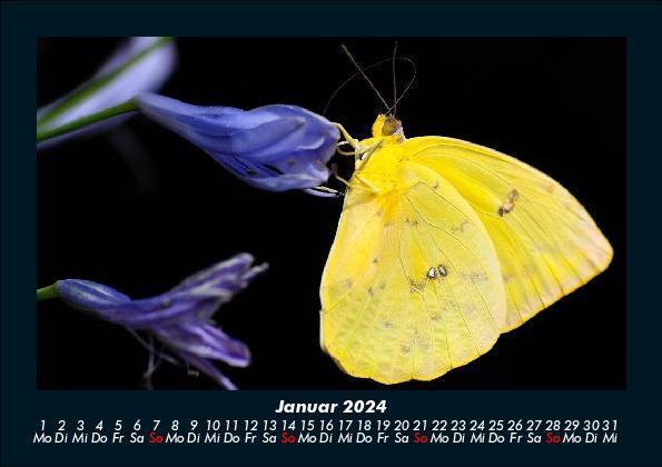 Bild: 9783755949763 | Bunte Pracht der Schmetterlinge 2024 Fotokalender DIN A5 | Becker