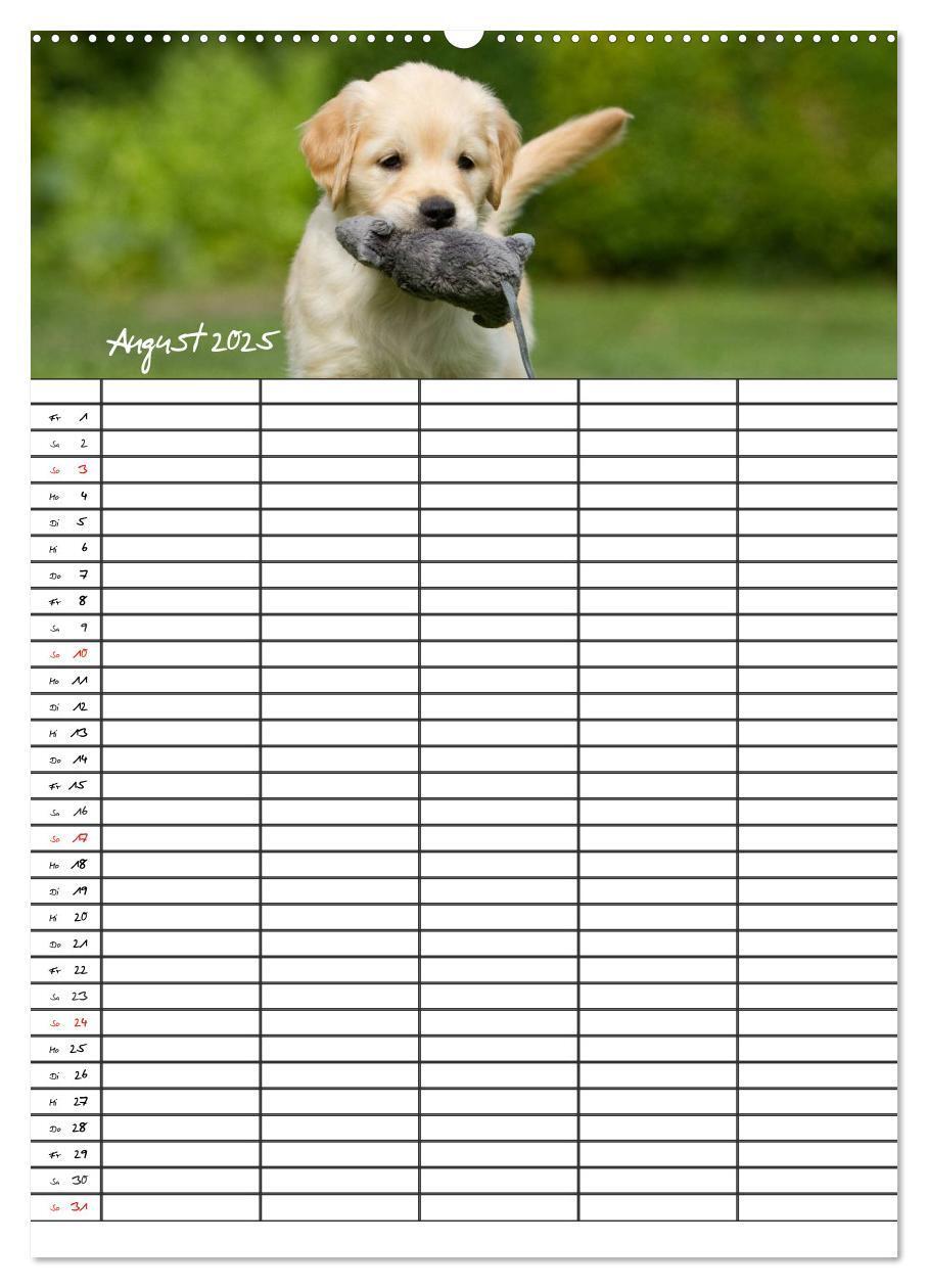 Bild: 9783457087718 | Familienplaner: Golden Retriever Welpen (Wandkalender 2025 DIN A2...