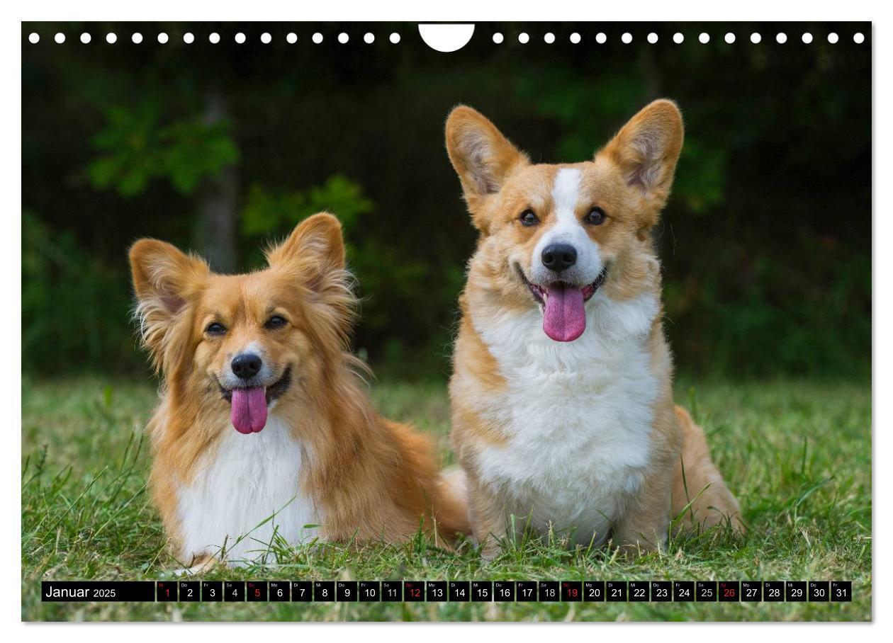 Bild: 9783435671168 | Welsh Corgi - Kobold auf 4 Pfoten (Wandkalender 2025 DIN A4 quer),...