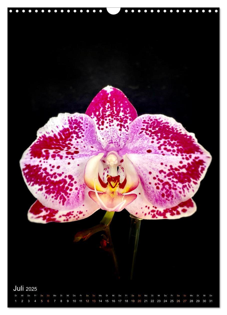 Bild: 9783435881321 | Orchideen - Exoten im Wohnzimmer (Wandkalender 2025 DIN A3 hoch),...