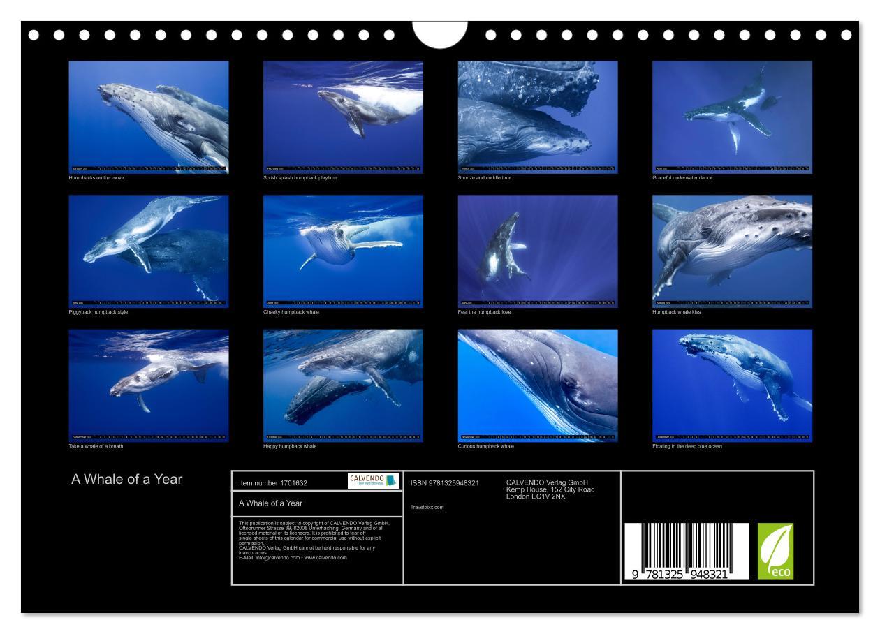 Bild: 9781325948321 | A Whale of a Year (Wall Calendar 2025 DIN A4 landscape), CALVENDO...