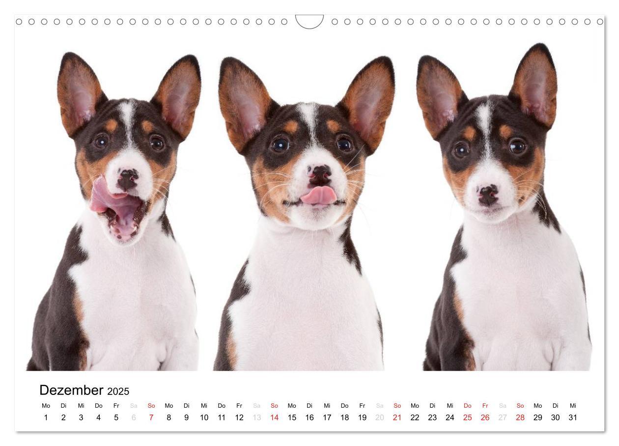 Bild: 9783435464982 | Allerliebste Basenji Welpen 2025 (Wandkalender 2025 DIN A3 quer),...