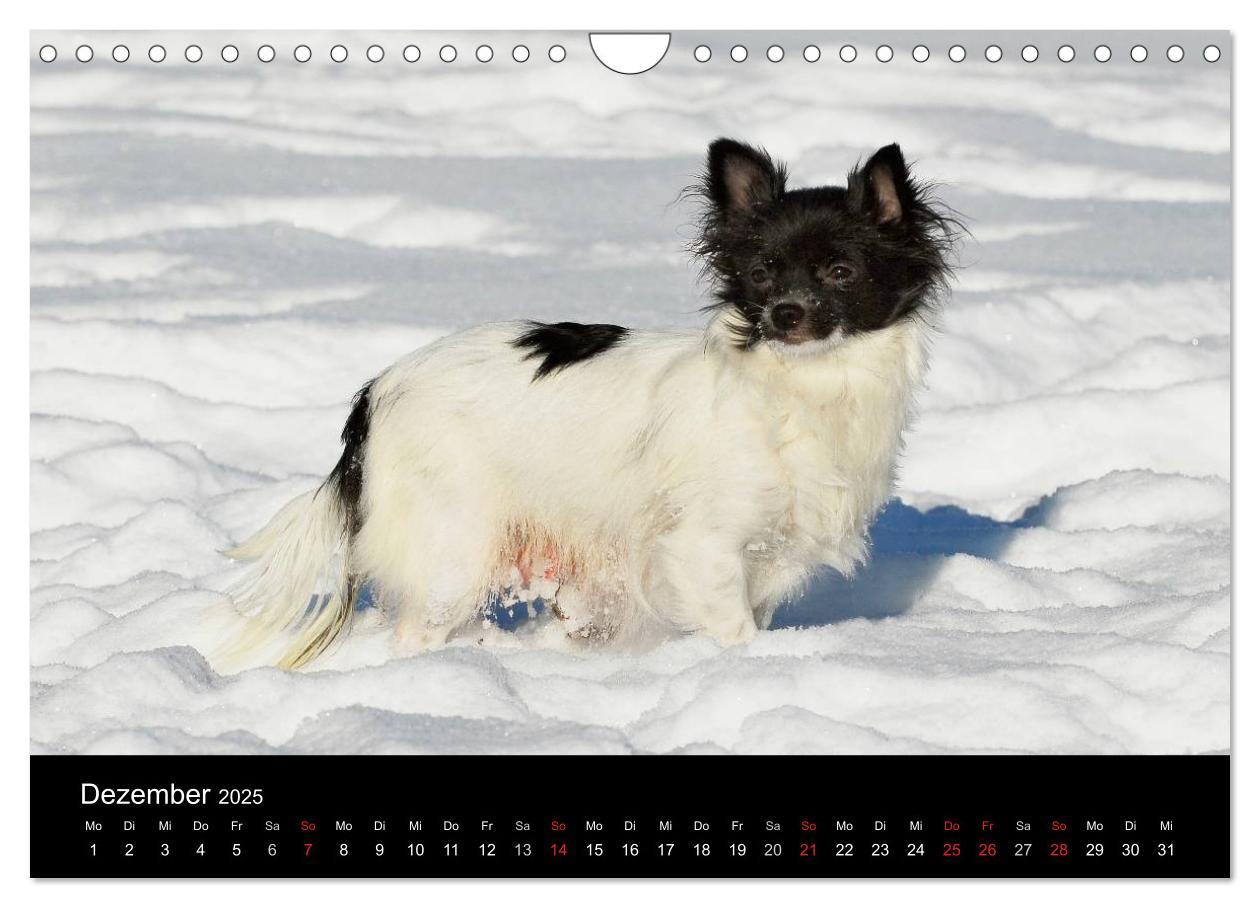 Bild: 9783435767113 | Chihuahua - Kleine Hunde ganz groß (Wandkalender 2025 DIN A4 quer),...