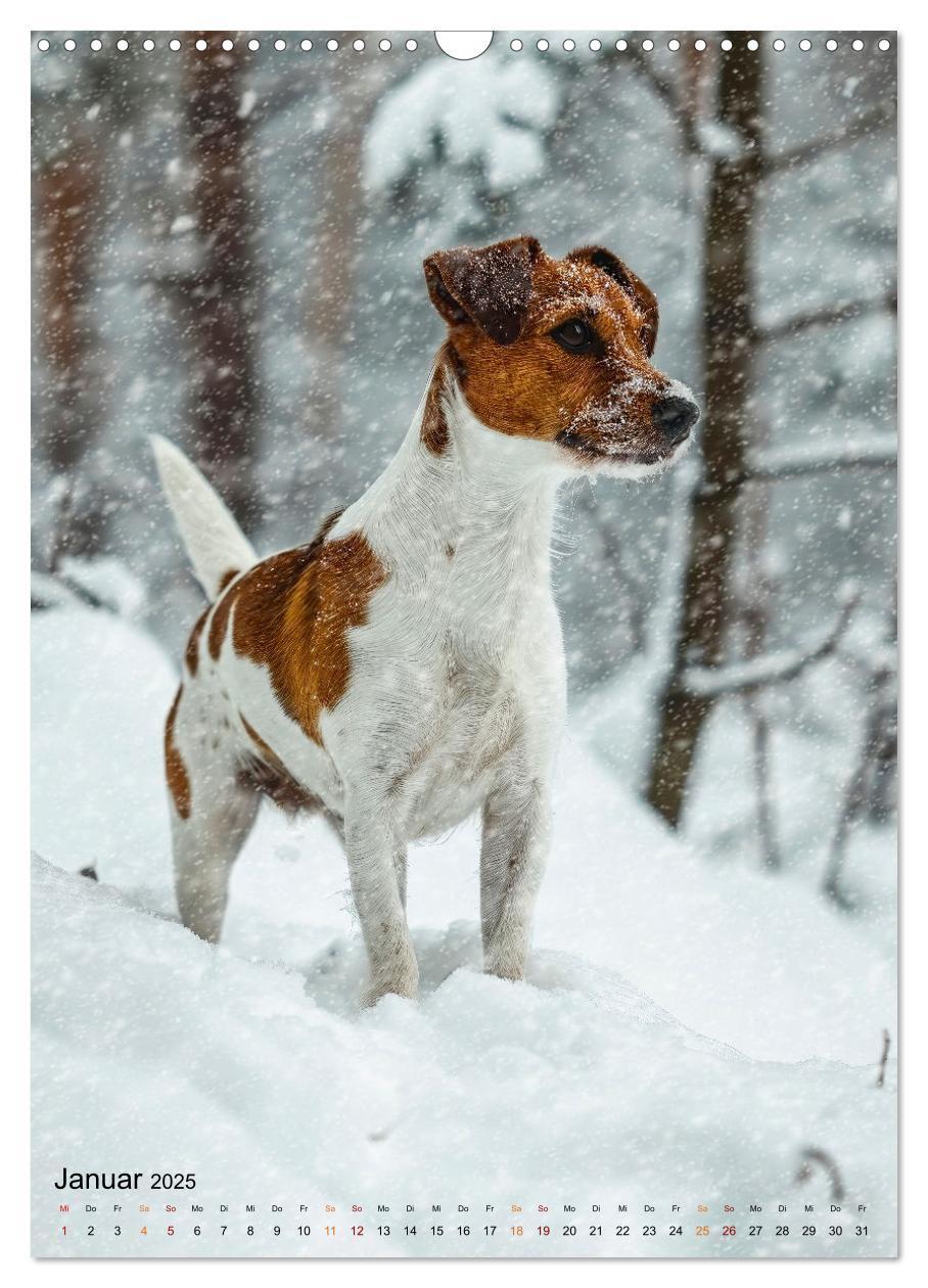 Bild: 9783383778780 | Jack Russel Terrier - furchtlos und viel Selbstvertrauen...