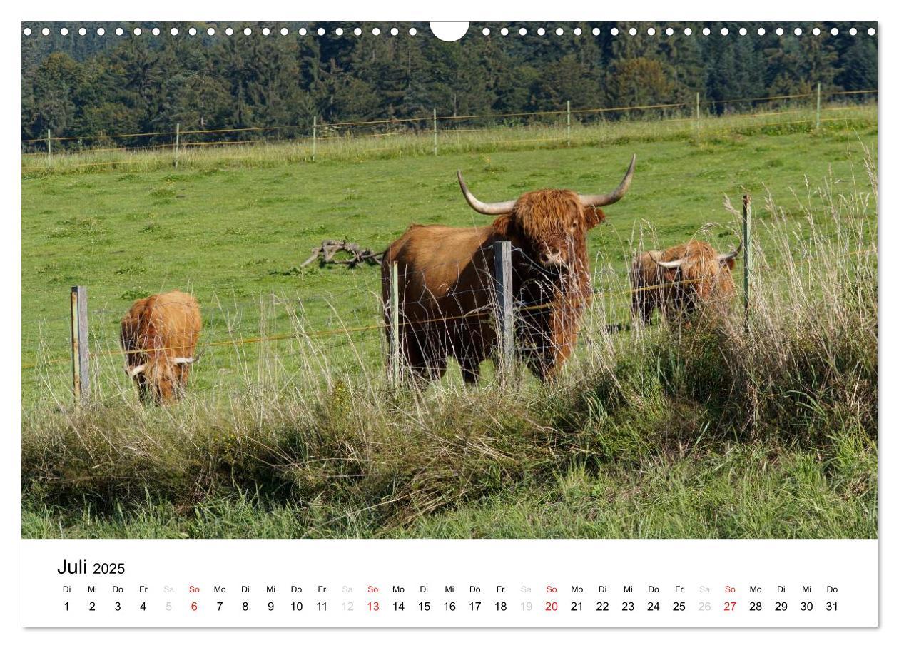 Bild: 9783435663378 | Bauernhoftiere (Wandkalender 2025 DIN A3 quer), CALVENDO...