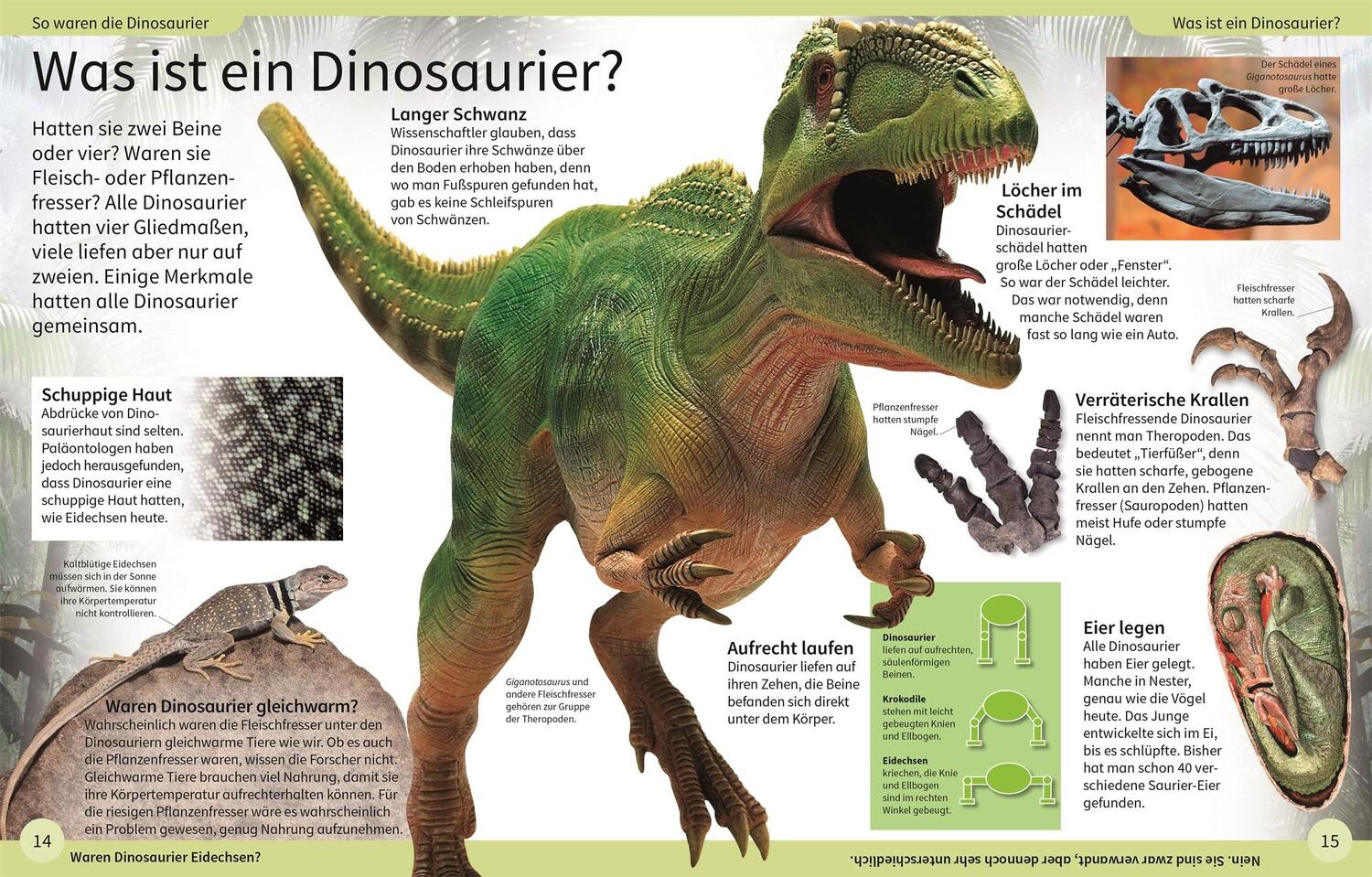 Bild: 9783831044191 | DK Kinderlexikon. Dinosaurier | Caroline Bingham | Buch | 136 S.