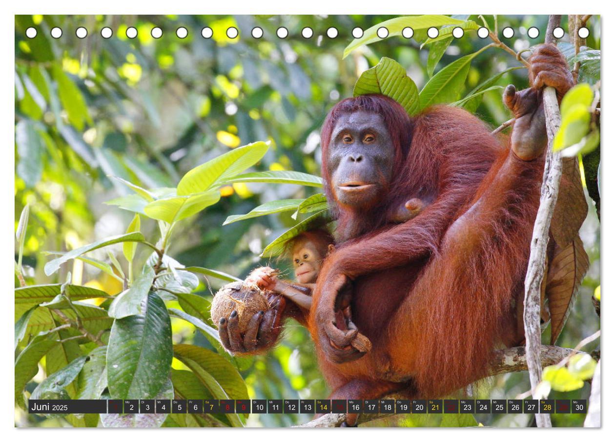 Bild: 9783435355327 | Waldmenschen - Orang Utans auf Borneo (Tischkalender 2025 DIN A5...