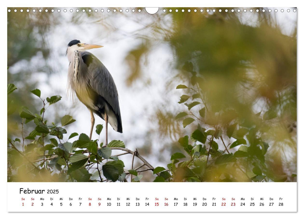 Bild: 9783435176366 | Die Graureiher vom Ahnepark (Wandkalender 2025 DIN A3 quer),...