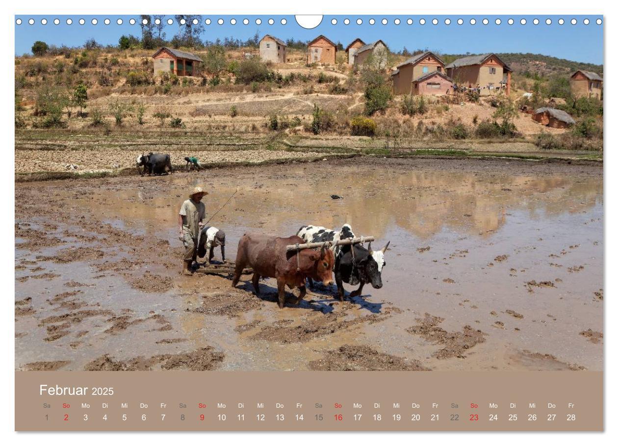 Bild: 9783435479702 | Alltag in Madagaskar (Wandkalender 2025 DIN A3 quer), CALVENDO...