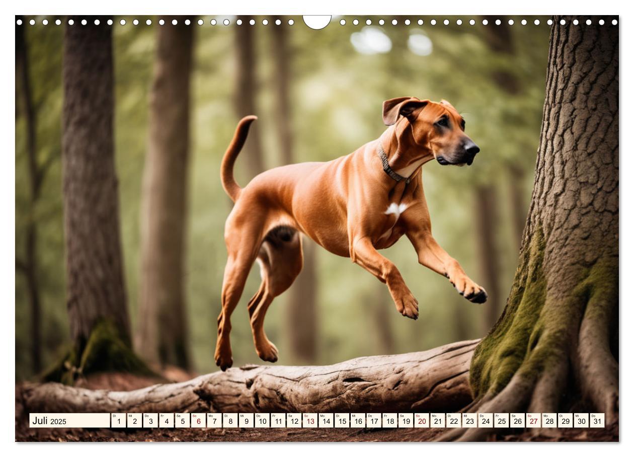 Bild: 9783457146064 | Rhodesian Ridgeback - Athlet mit Rückenkamm (Wandkalender 2025 DIN...