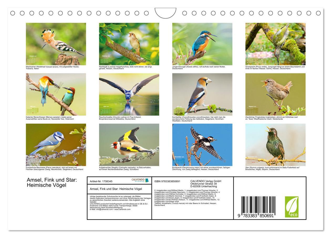 Bild: 9783383850691 | Amsel, Fink und Star: Heimische Vögel (Wandkalender 2025 DIN A4...