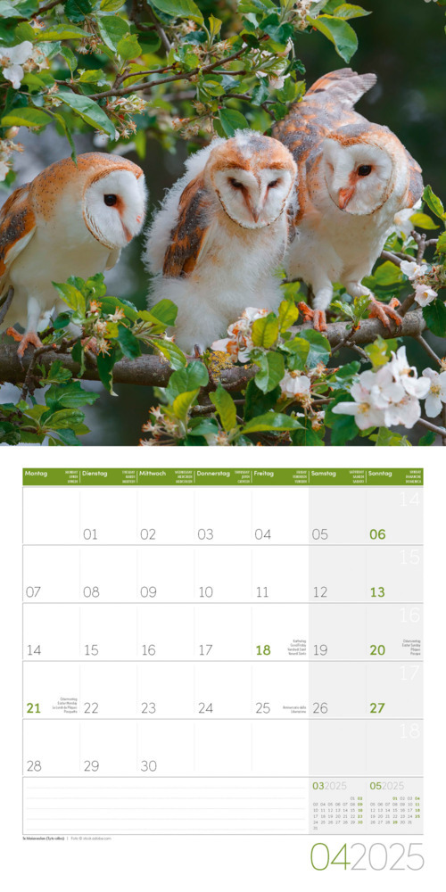 Bild: 9783838445267 | Heimische Wildtiere Kalender 2025 - 30x30 | Ackermann Kunstverlag