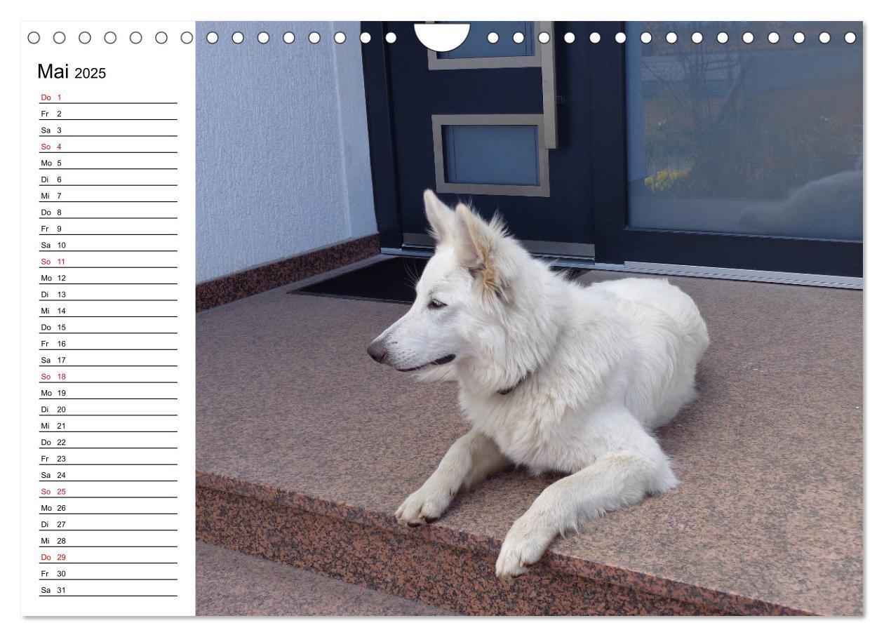 Bild: 9783435237982 | Berger Blanc Suisse - Weißer Schweizer Schäferhund (Wandkalender...