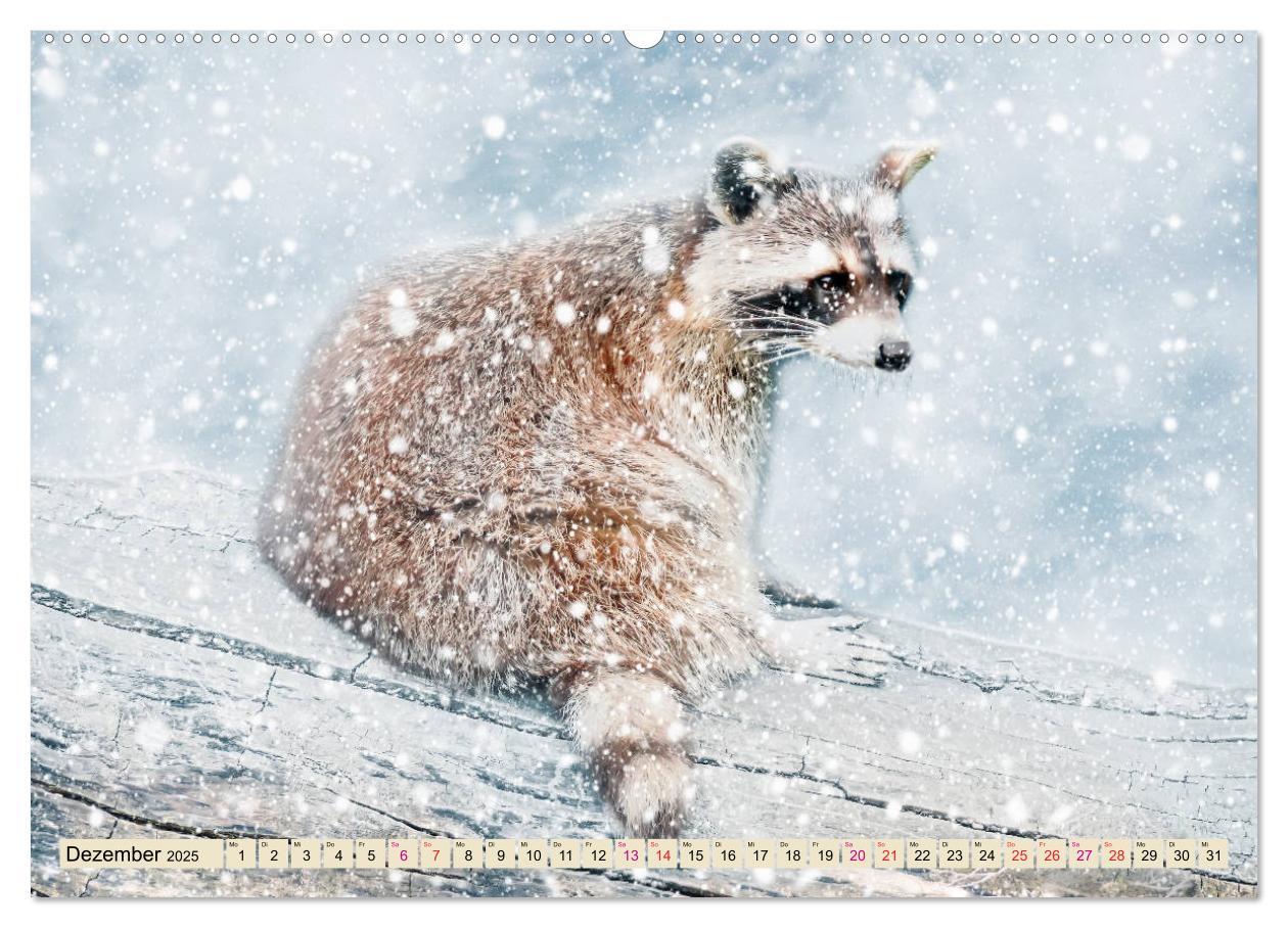 Bild: 9783435334346 | Waschbär - Niedlicher Allesfresser (Wandkalender 2025 DIN A2 quer),...