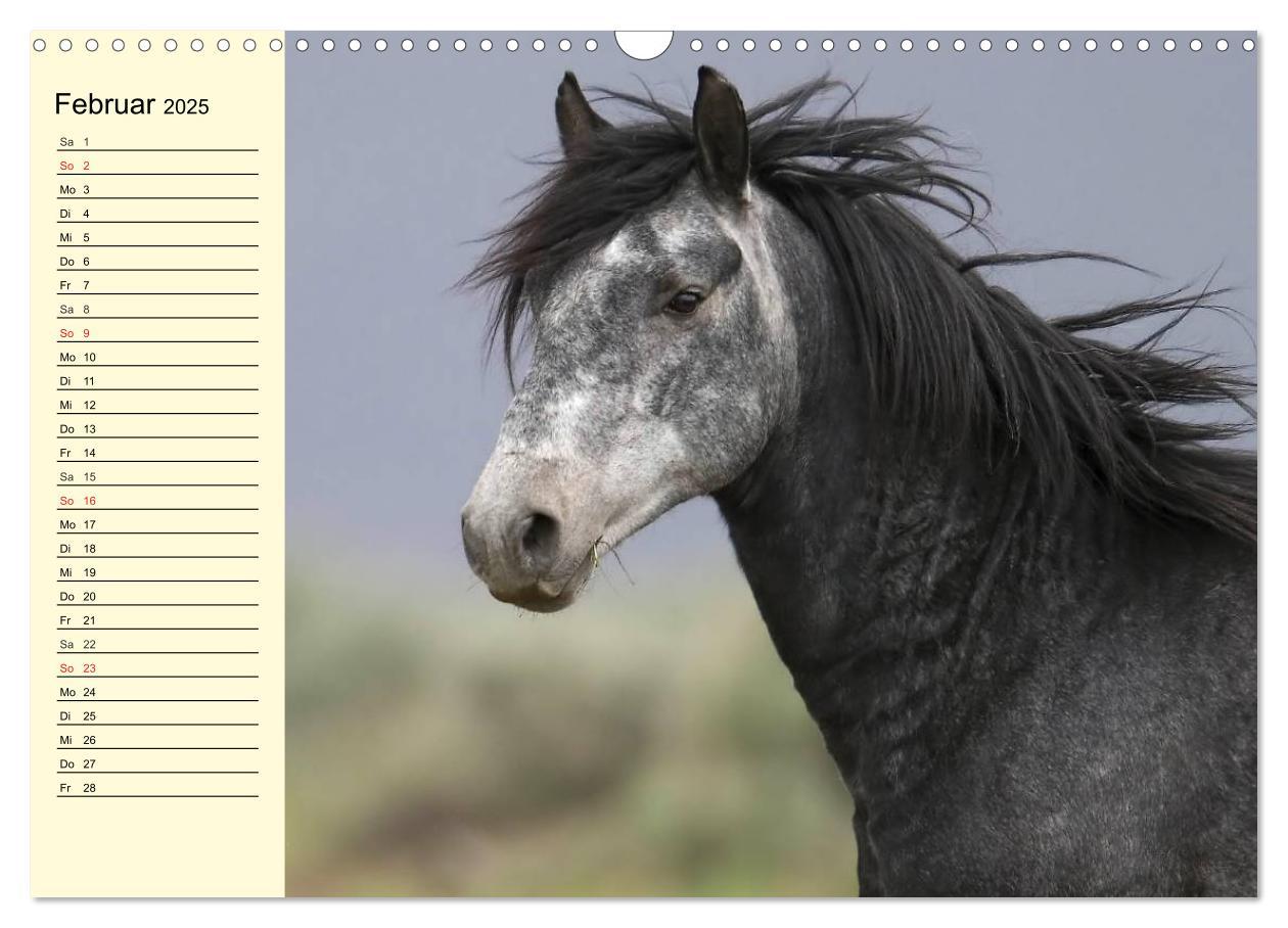 Bild: 9783435529353 | Wilde Pferde. Mustangs in USA (Wandkalender 2025 DIN A3 quer),...