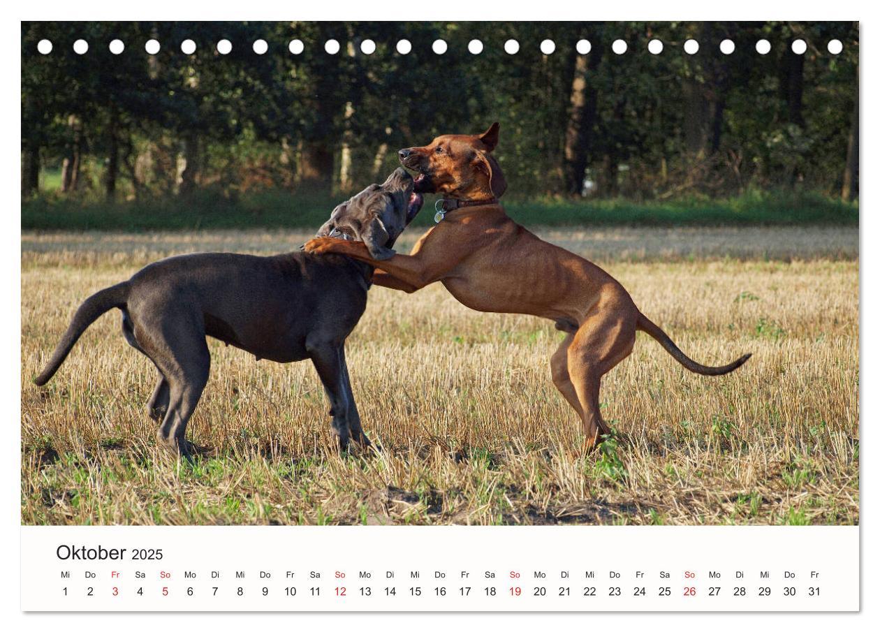 Bild: 9783435473816 | Rhodesian Ridgeback Schönheit aus Afrika (Tischkalender 2025 DIN A5...