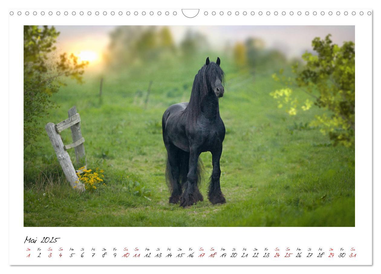 Bild: 9783435235889 | Friesen - stolze Giganten (Wandkalender 2025 DIN A3 quer), CALVENDO...