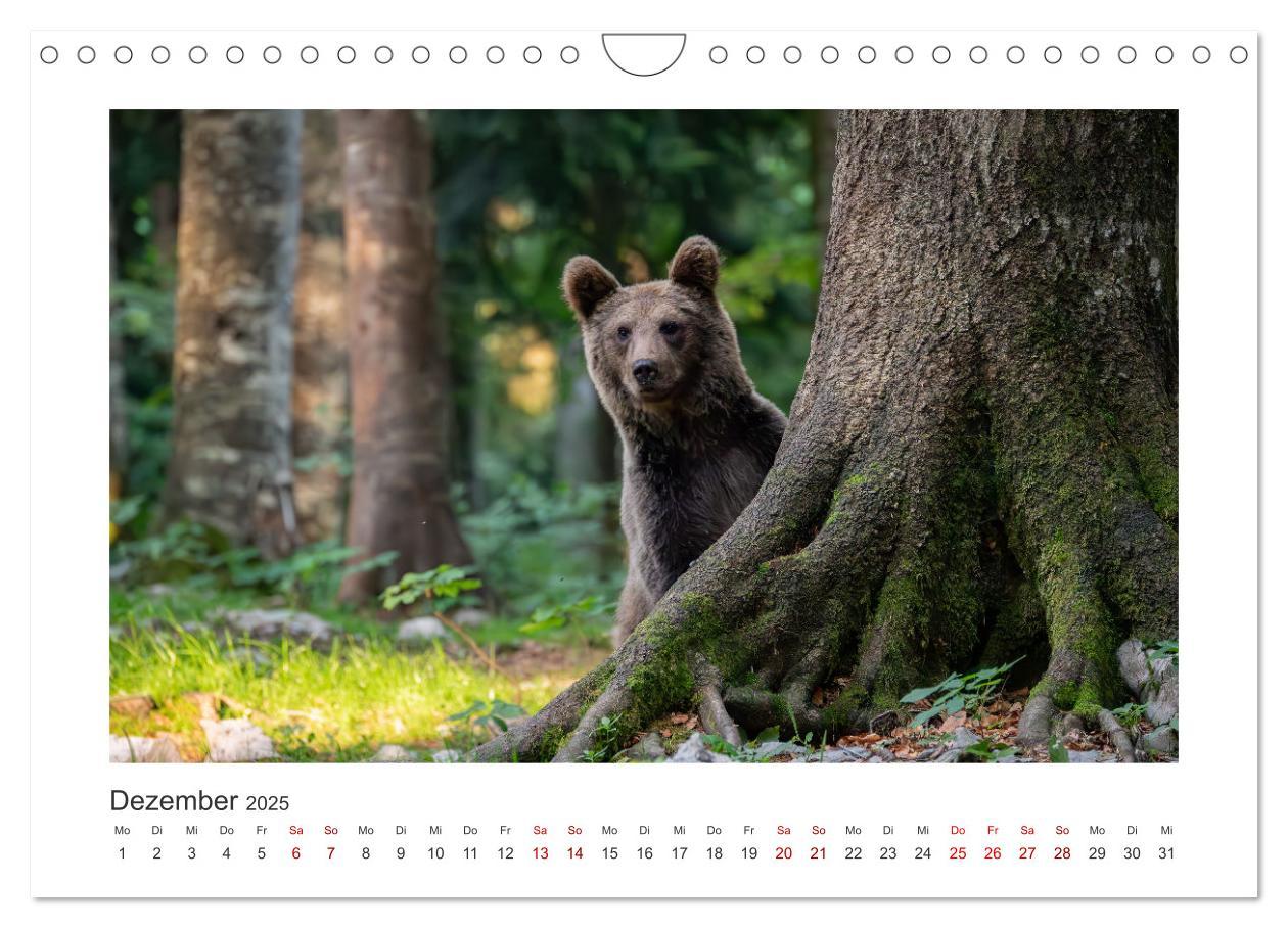 Bild: 9783383848100 | Slowenien - Wilde Bären und zauberhafte Natur (Wandkalender 2025...