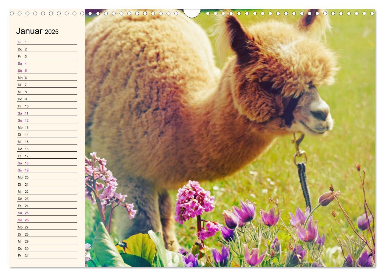 Bild: 9783435301256 | Alpakas im Blumenzauber (Wandkalender 2025 DIN A3 quer), CALVENDO...