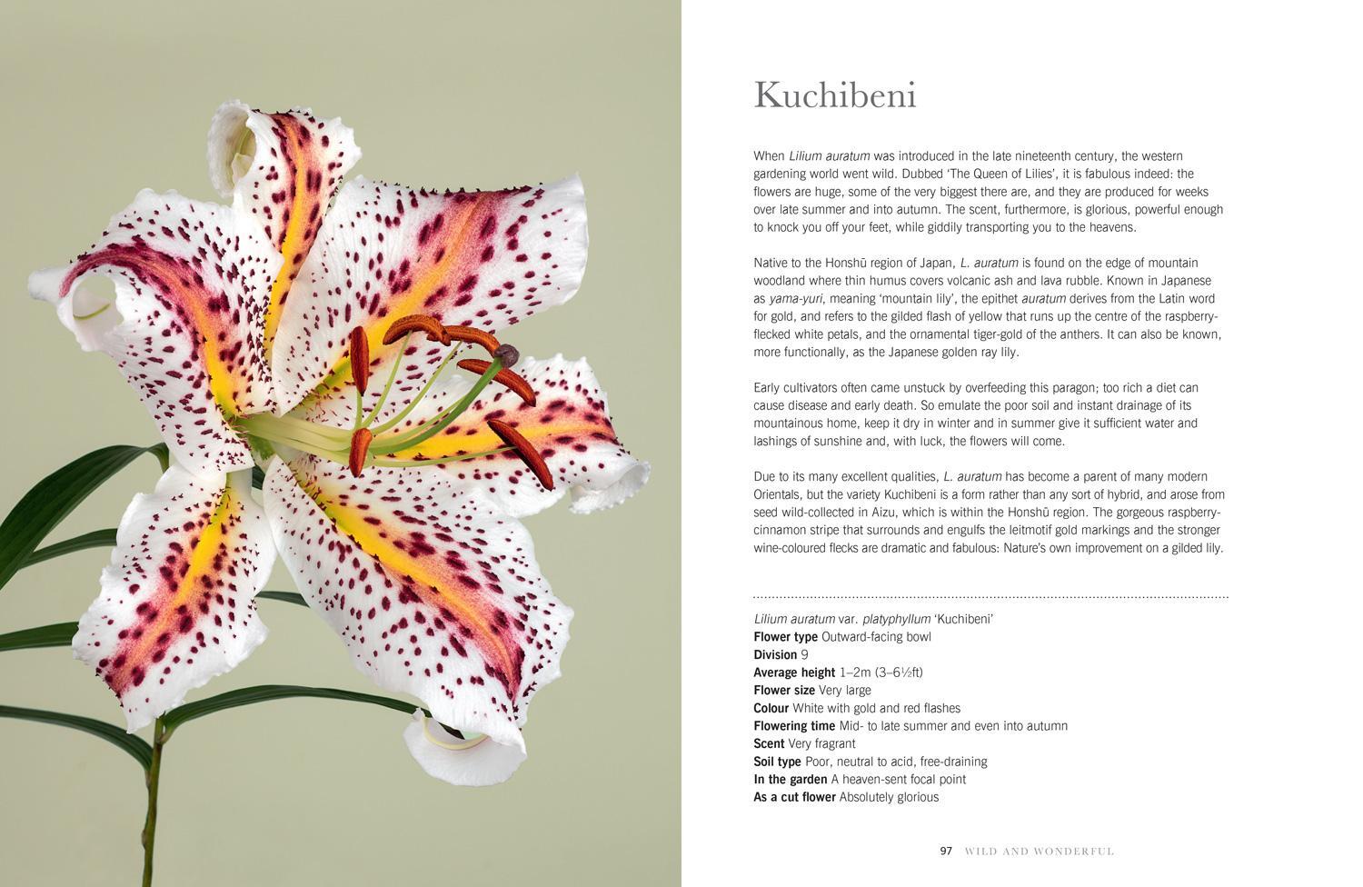 Bild: 9781911663003 | Lilies | Beautiful Varieties for Home and Garden | Naomi Slade | Buch