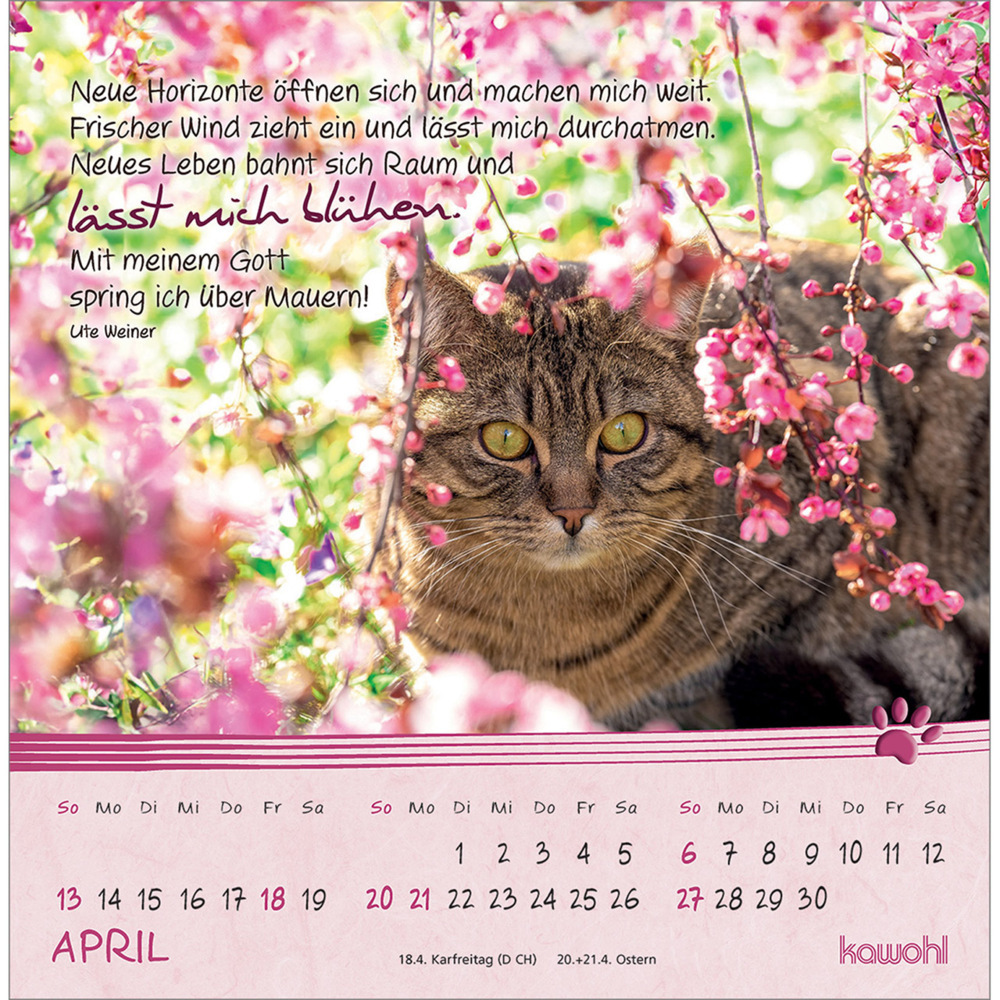 Bild: 9783754816950 | Kleine Katzen-Tatzen 2025 | Postkarten-Kalender | Kalender | 13 S.