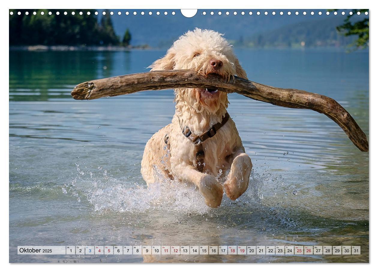 Bild: 9783435295630 | Lagotto Romagnolo in den Alpen 2025 (Wandkalender 2025 DIN A3...