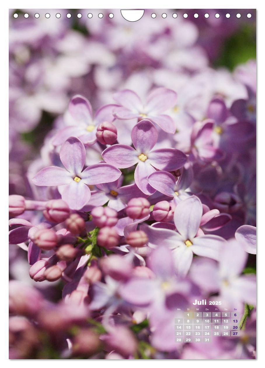 Bild: 9783435981960 | Fliederblüte (Wandkalender 2025 DIN A4 hoch), CALVENDO Monatskalender