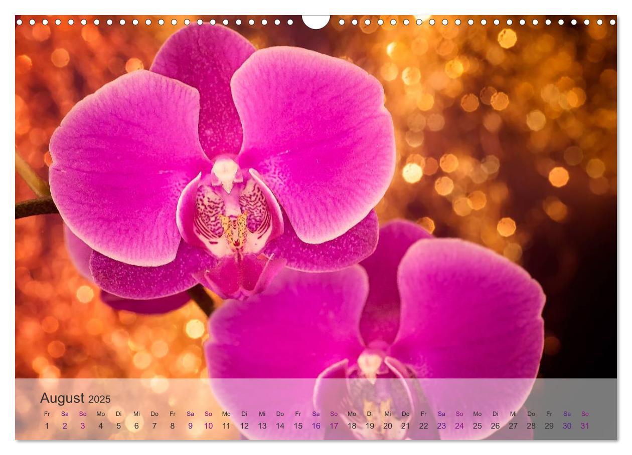 Bild: 9783435689361 | Phalaenopsis - die zauberhafte Welt der Orchideen (Wandkalender...