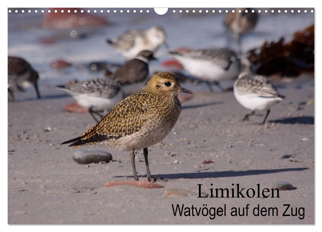 Cover: 9783435512737 | Limikolen Watvögel auf dem Zug (Wandkalender 2025 DIN A3 quer),...