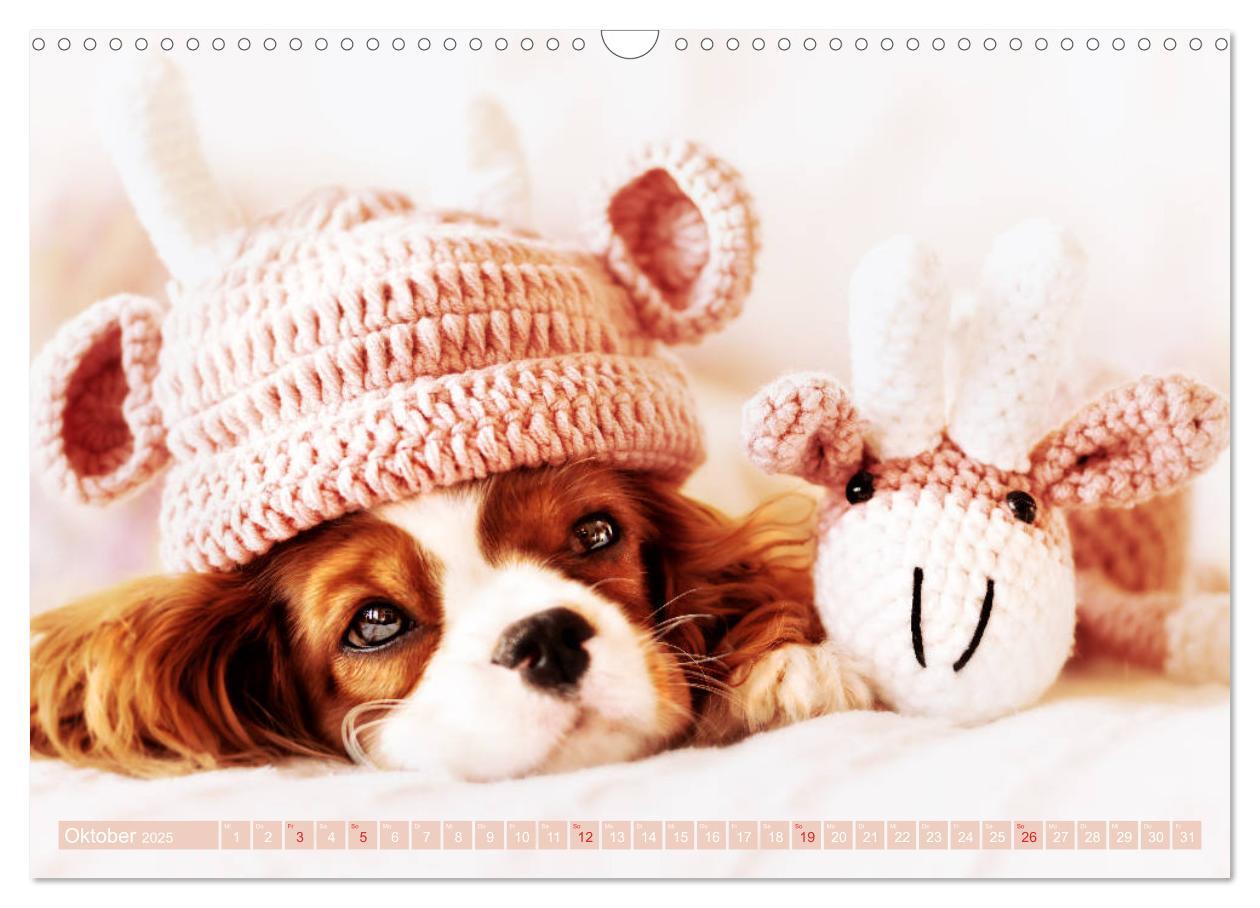 Bild: 9783435179978 | Der Welpenkalender - Cavalier King Charles Spaniel (Wandkalender...