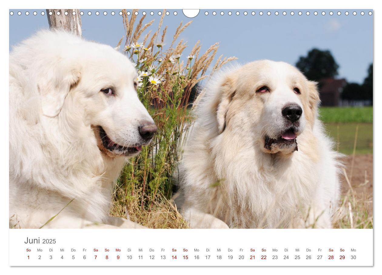 Bild: 9783435054695 | Pyrenäenberghunde (Wandkalender 2025 DIN A3 quer), CALVENDO...