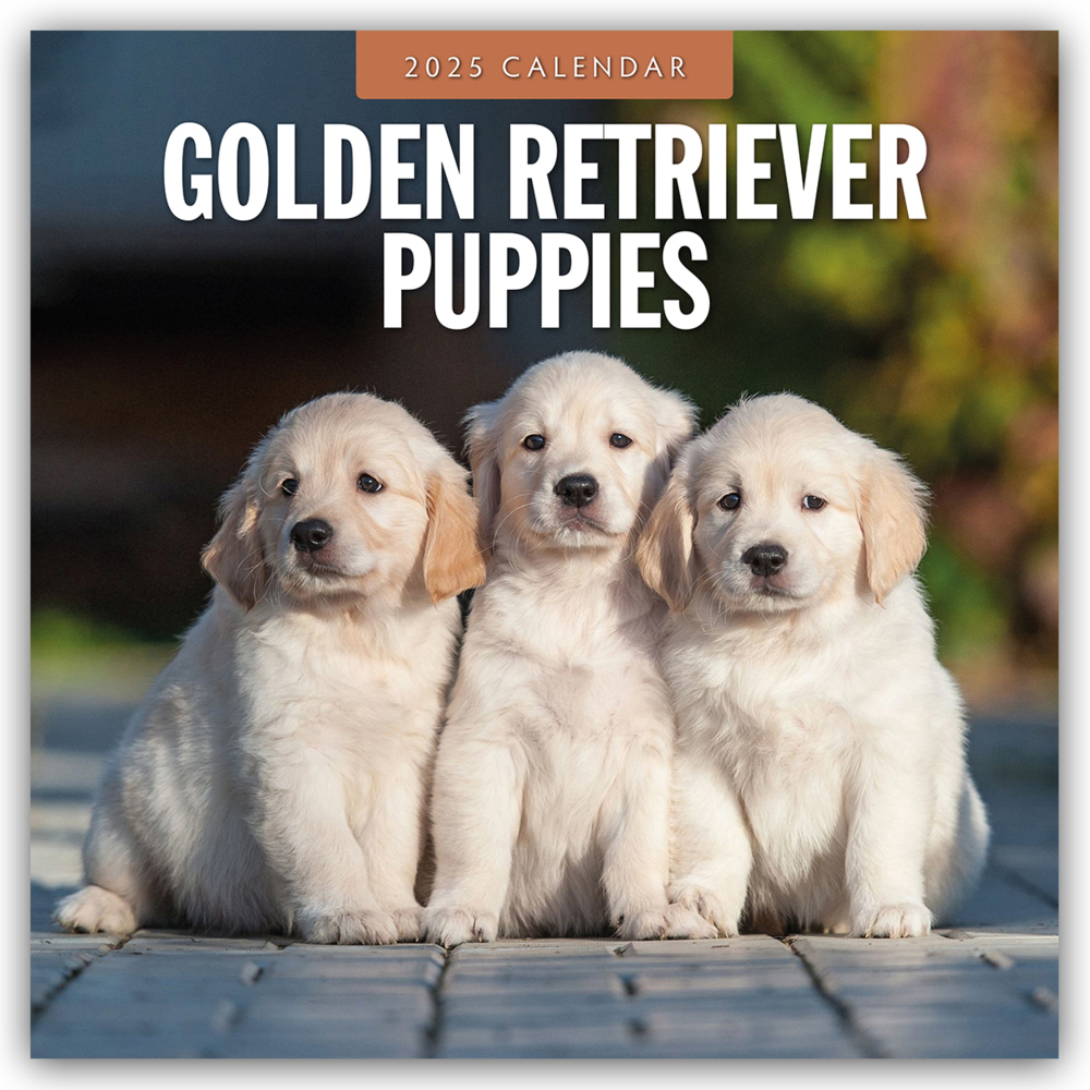 Cover: 9781804424698 | Golden Retriever Puppies - Golden Retriever Welpen 2025 -...