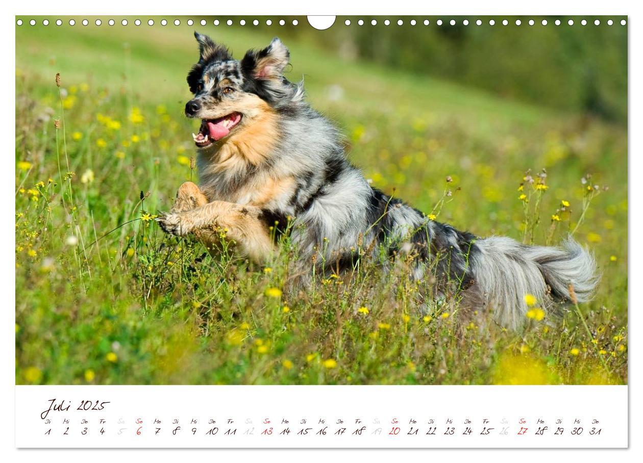 Bild: 9783435809196 | Wunderbare Australian Shepherds (Wandkalender 2025 DIN A3 quer),...