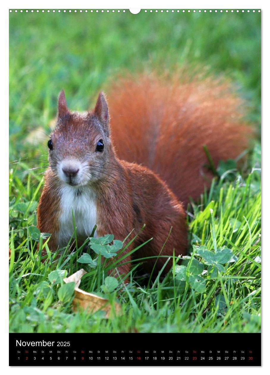 Bild: 9783457080528 | Eichhörnchen (Wandkalender 2025 DIN A2 hoch), CALVENDO Monatskalender