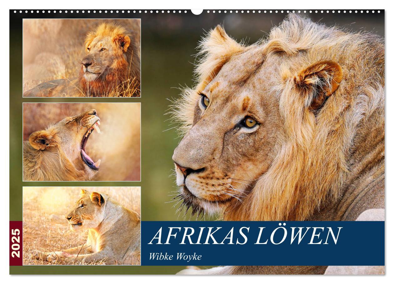 Cover: 9783435329151 | Afrikas Löwen 2025 (Wandkalender 2025 DIN A2 quer), CALVENDO...