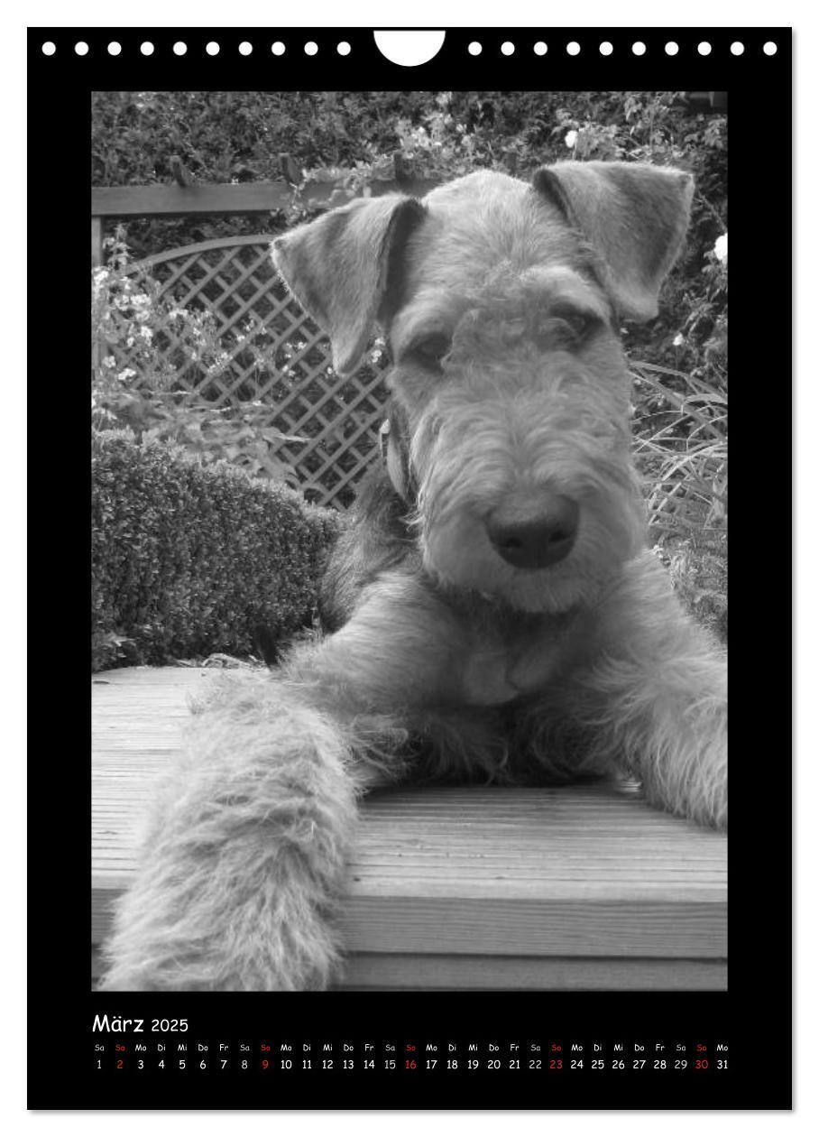 Bild: 9783457051344 | Der Airedale: Portraits eines "Dickkopfes" (Wandkalender 2025 DIN...