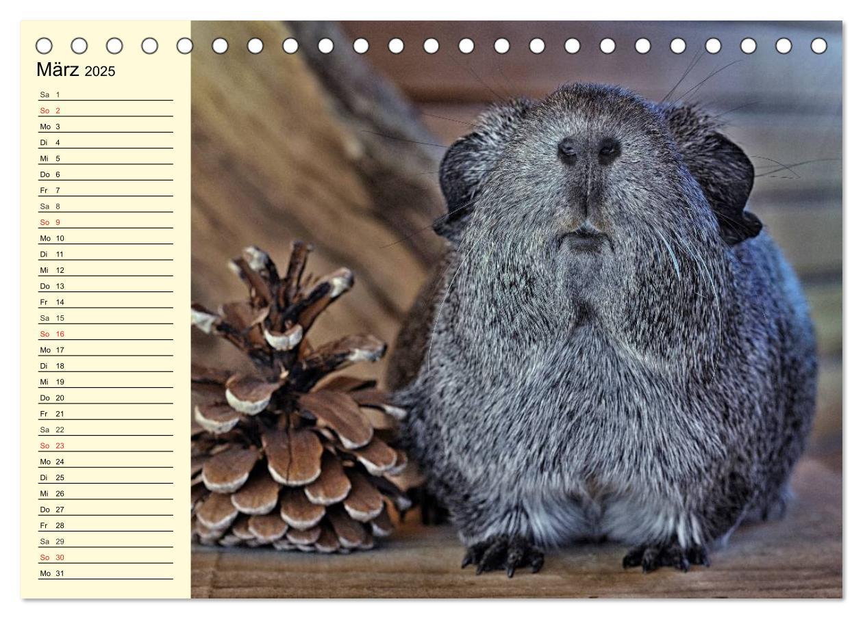 Bild: 9783435508457 | Meerschweinchen. Geliebte Nager (Tischkalender 2025 DIN A5 quer),...