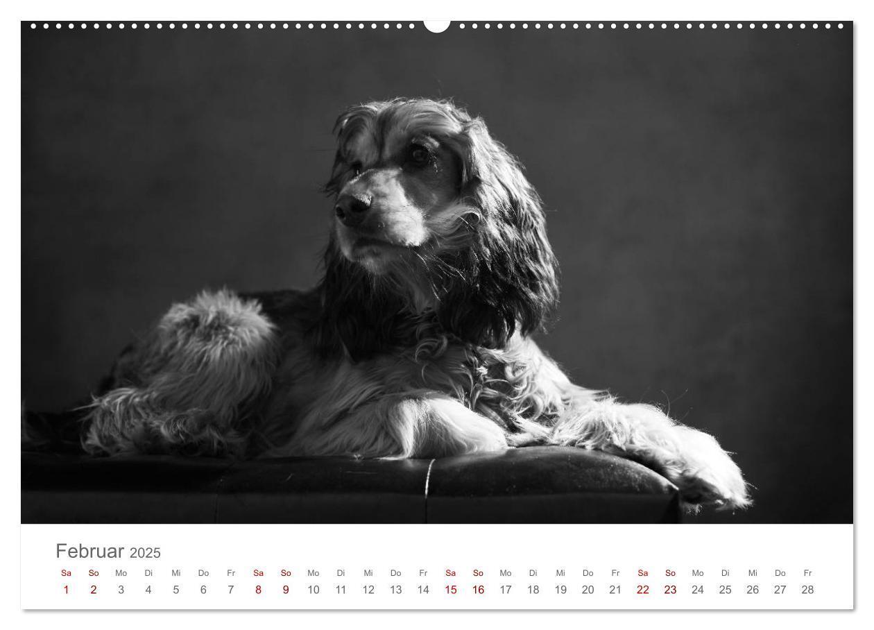 Bild: 9783435434213 | Hundeportraits Fine Art (Wandkalender 2025 DIN A2 quer), CALVENDO...