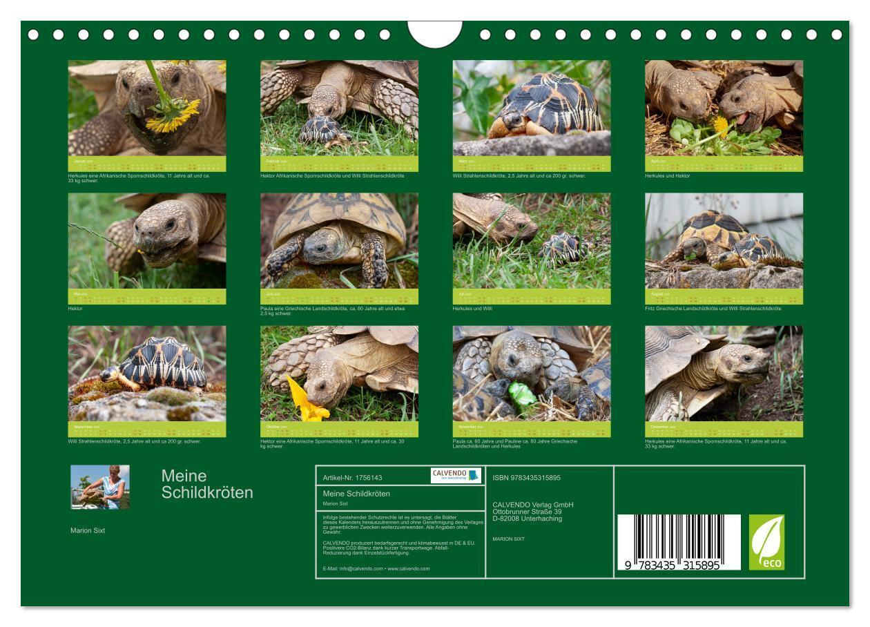 Bild: 9783435315895 | Meine Schildkröten (Wandkalender 2025 DIN A4 quer), CALVENDO...