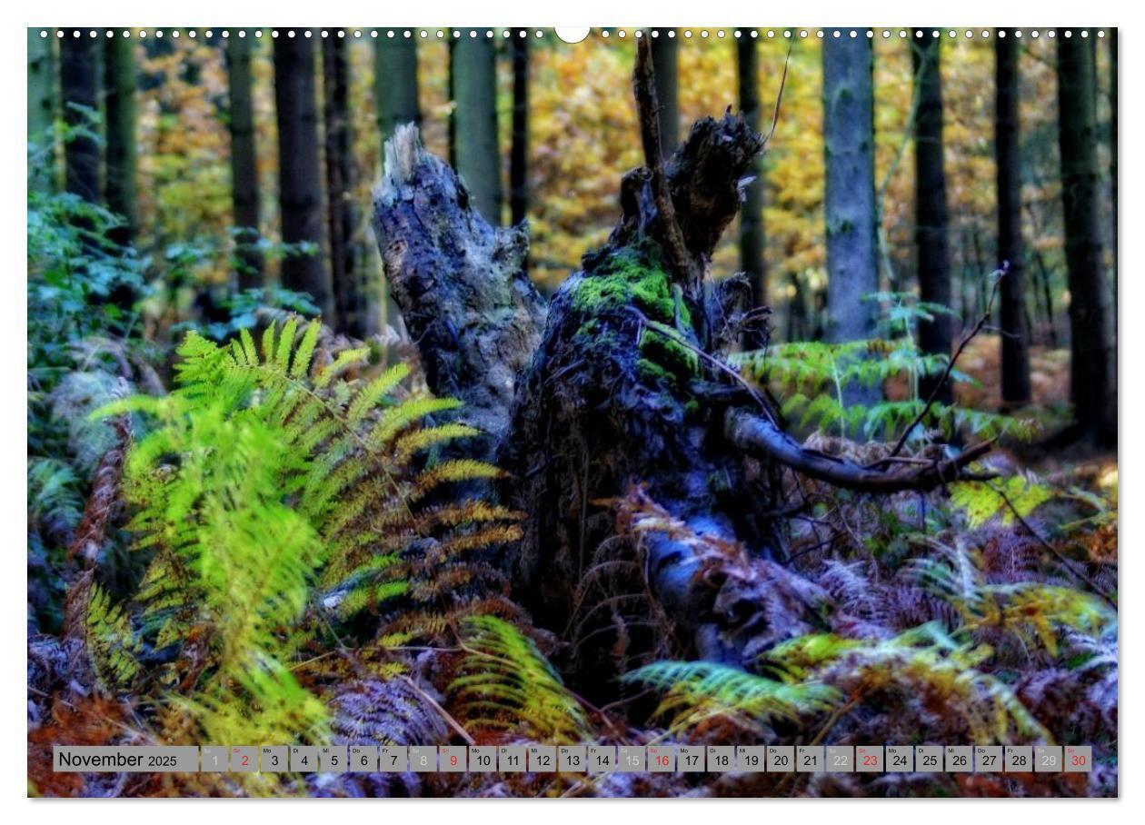 Bild: 9783435520138 | Spaziergang durch den Zauberwald (Wandkalender 2025 DIN A2 quer),...