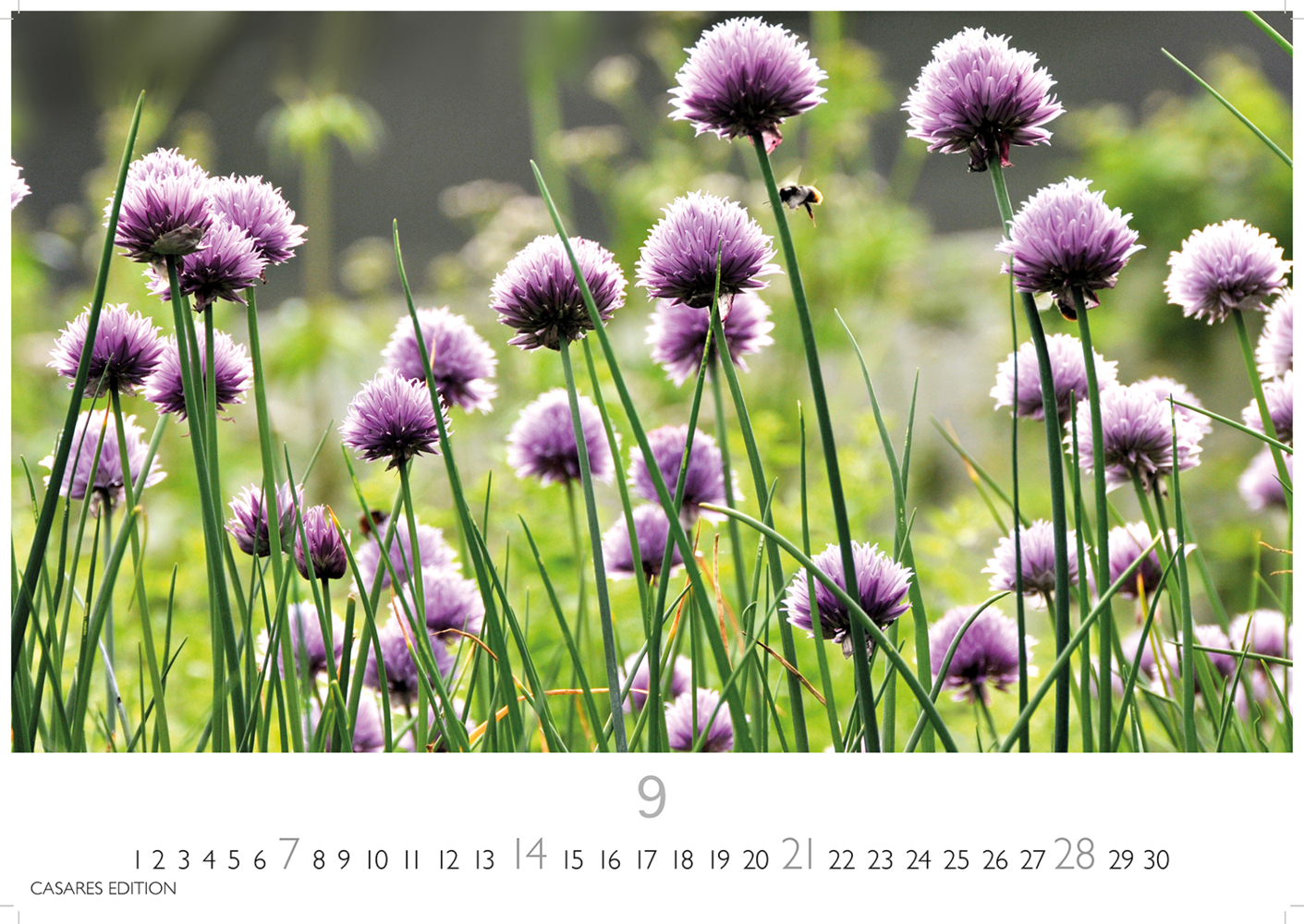 Bild: 9781835242193 | Blumenwiese 2025 S 24x35cm | Kalender | 14 S. | Deutsch | 2025