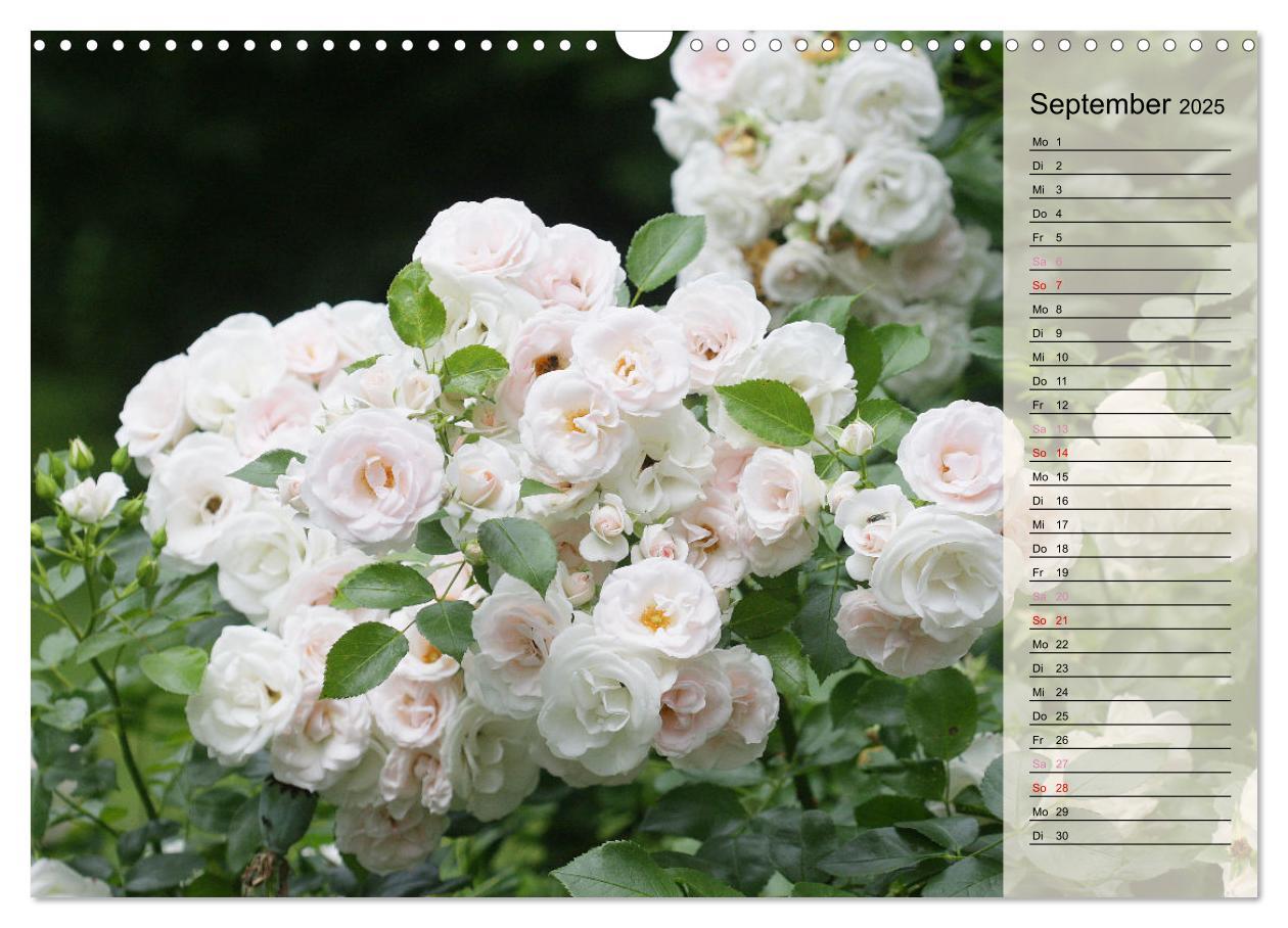 Bild: 9783457167700 | Rosensommer (Wandkalender 2025 DIN A3 quer), CALVENDO Monatskalender