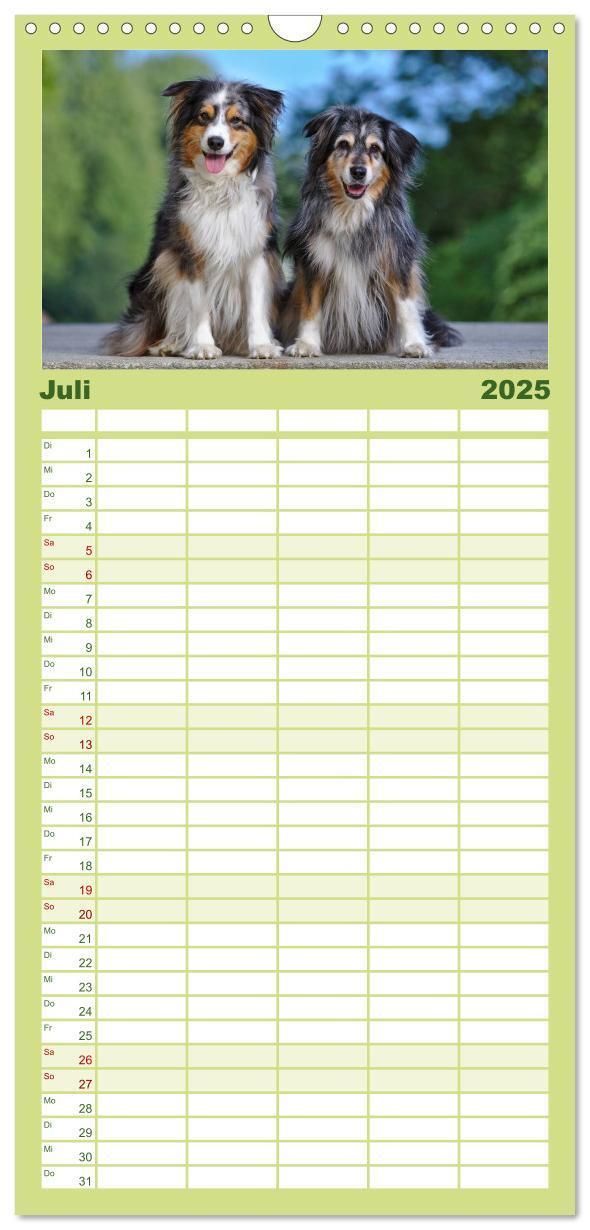 Bild: 9783457111963 | Familienplaner 2025 - Australian Shepherd - Augenblicke mit 5...