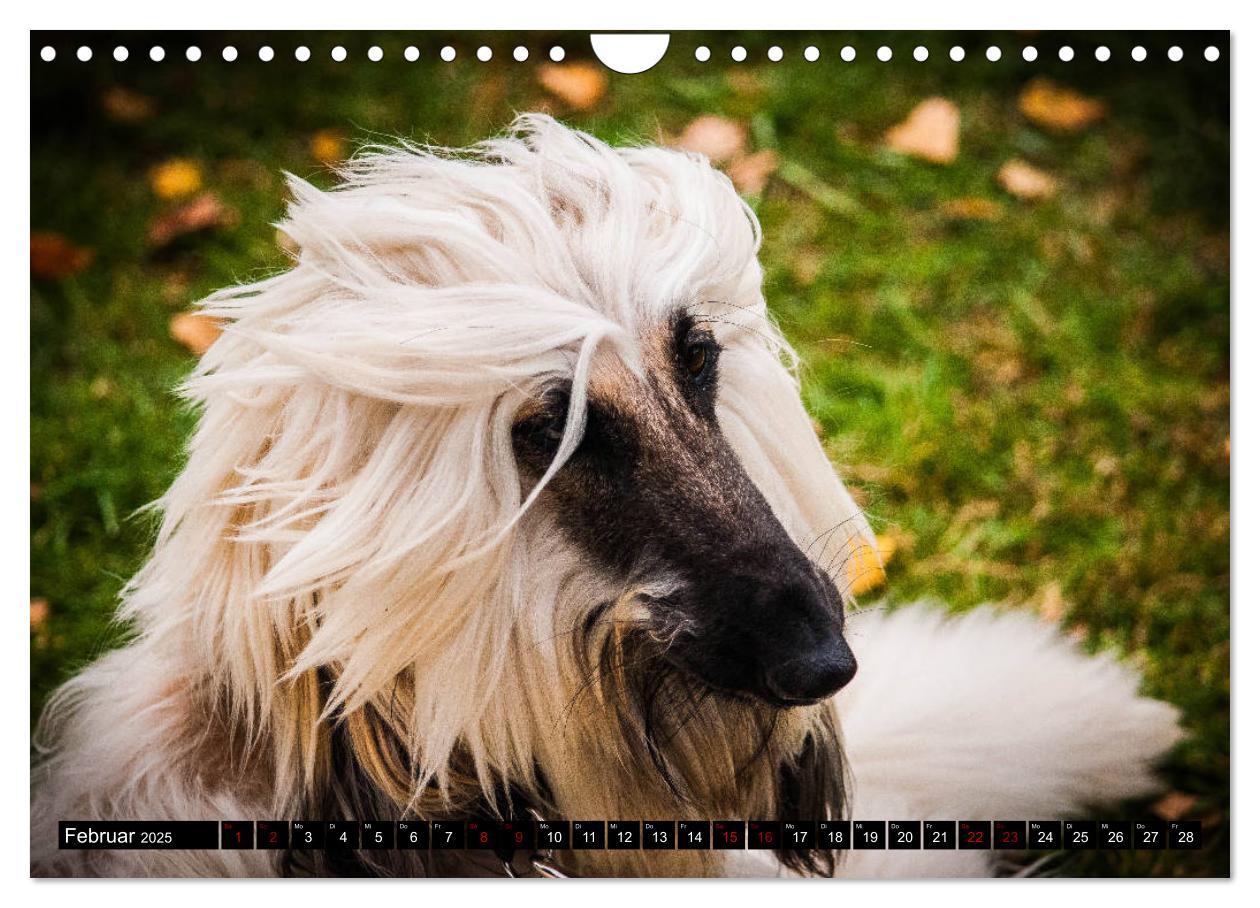 Bild: 9783435326280 | Windhunde - eine Leidenschaft (Wandkalender 2025 DIN A4 quer),...