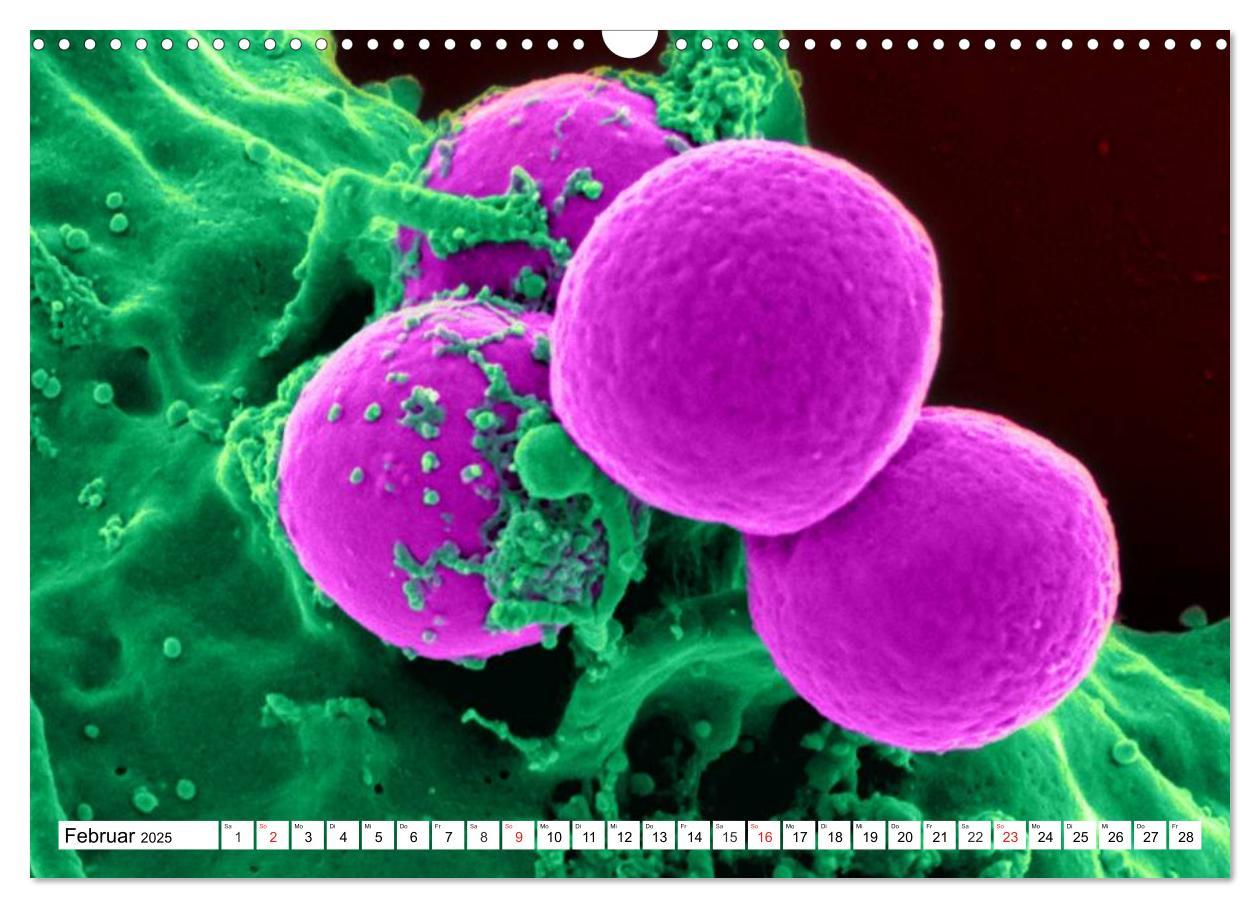 Bild: 9783435483853 | Mikrobiologie. Mikroorganismen, Genetik und Zellen (Wandkalender...